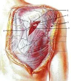 Continuous superficial fascia just beneath the skin