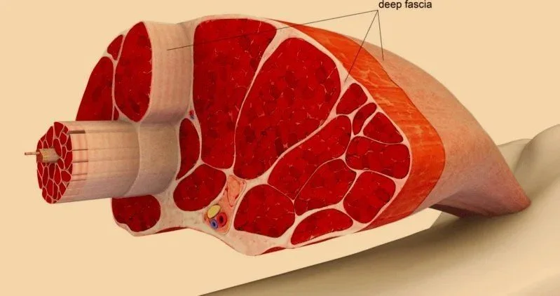 Deep fascia forms sheets and compartments around muscle groups