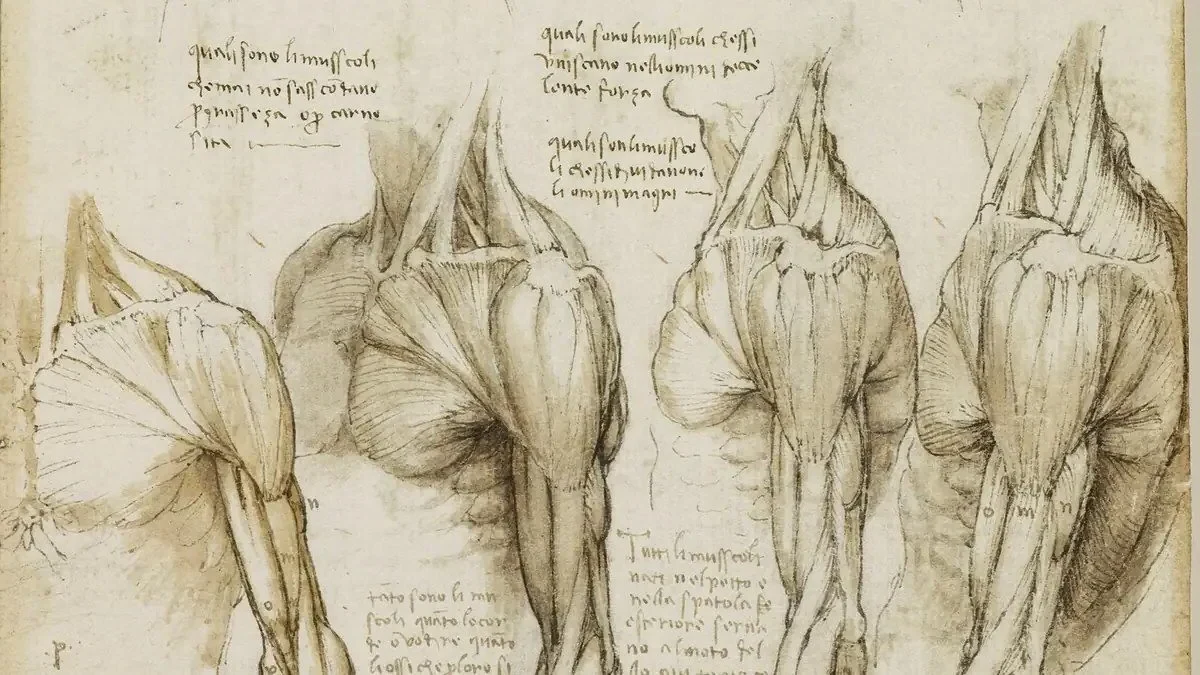 Classical anatomical drawing illustrating the body's muscular and connective structures