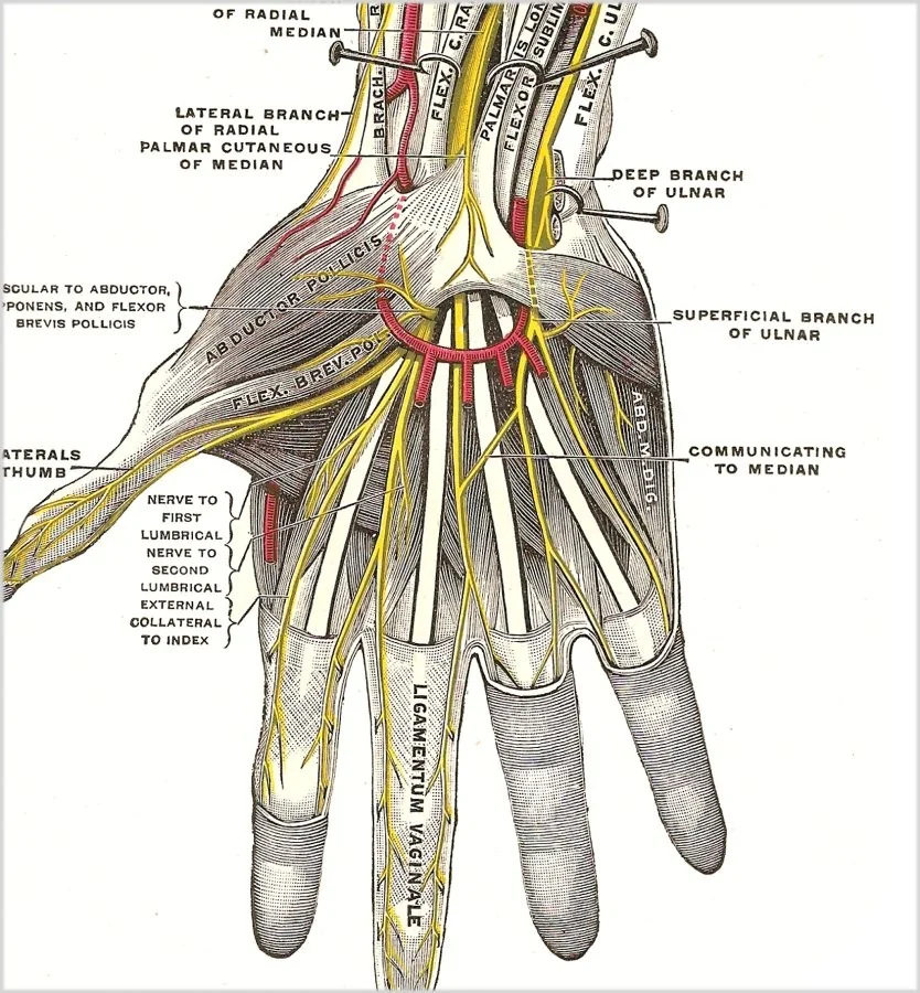 Median nerve and carpal tunnel anatomy