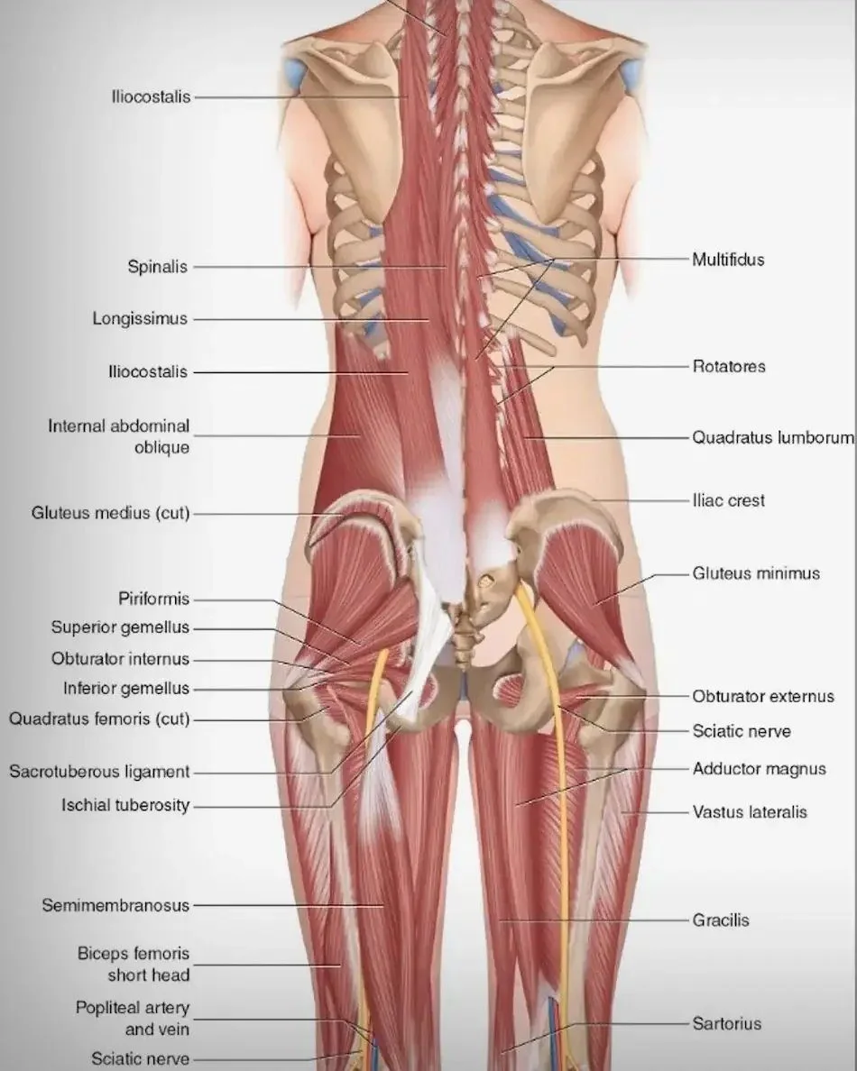 Posterior low-back, pelvic, and deep hip rotator anatomy