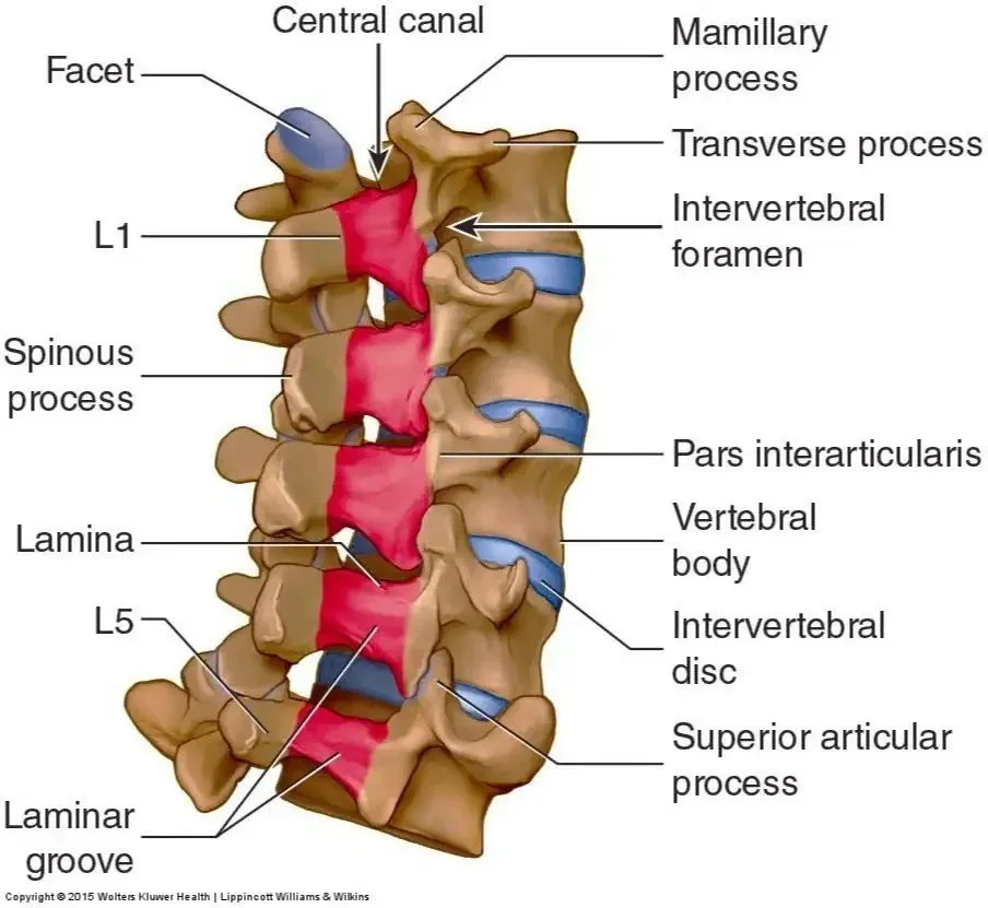 The laminar groove lies beside the vertebrae, beneath the more superficial tissues of the back and neck