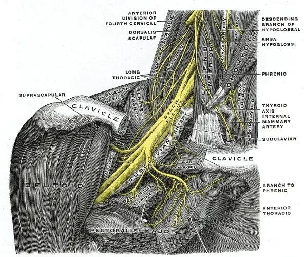 Thoracic outlet anatomy